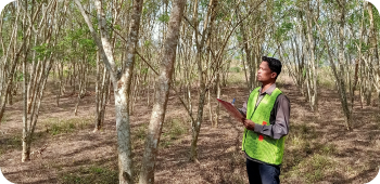akses lahan hutan