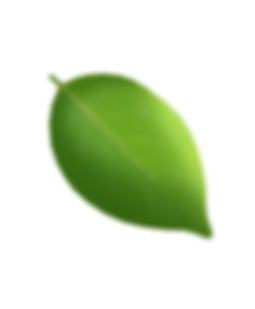 daun