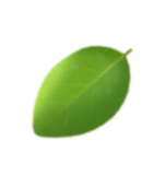 daun 2