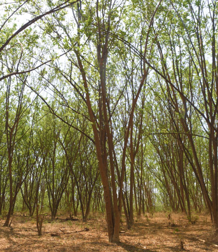 BJA Commitment to Sustainability – For the Environment